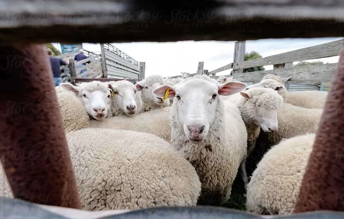 افزایش ۴۵ هزار تومانی قیمت دام زنده/ گوشت گران میشود؟