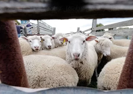 افزایش ۴۵ هزار تومانی قیمت دام زنده/ گوشت گران می‌شود؟