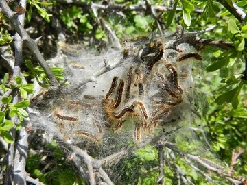 جنگل‌های طارم در معرض خطر آفت ارس‌واش و کرم بلوط‌ خوار